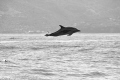   Pan Tropical Spotted Dolphin takes air  